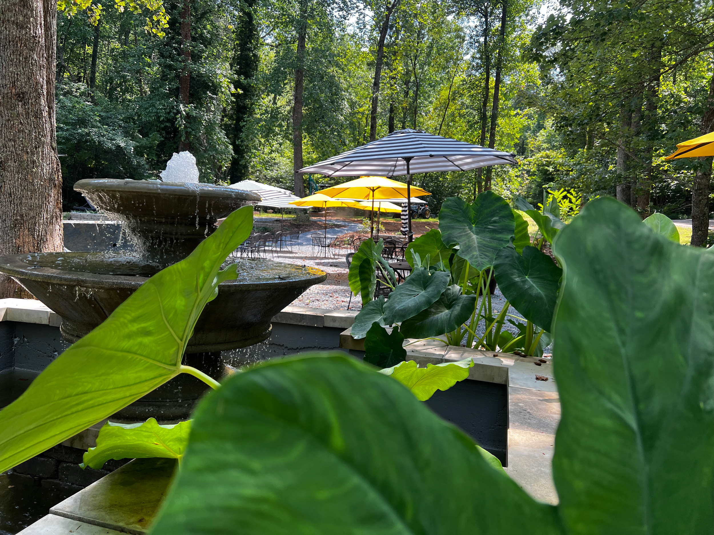 Grey Hawk Bar & Gardens in Lake Lure, NC