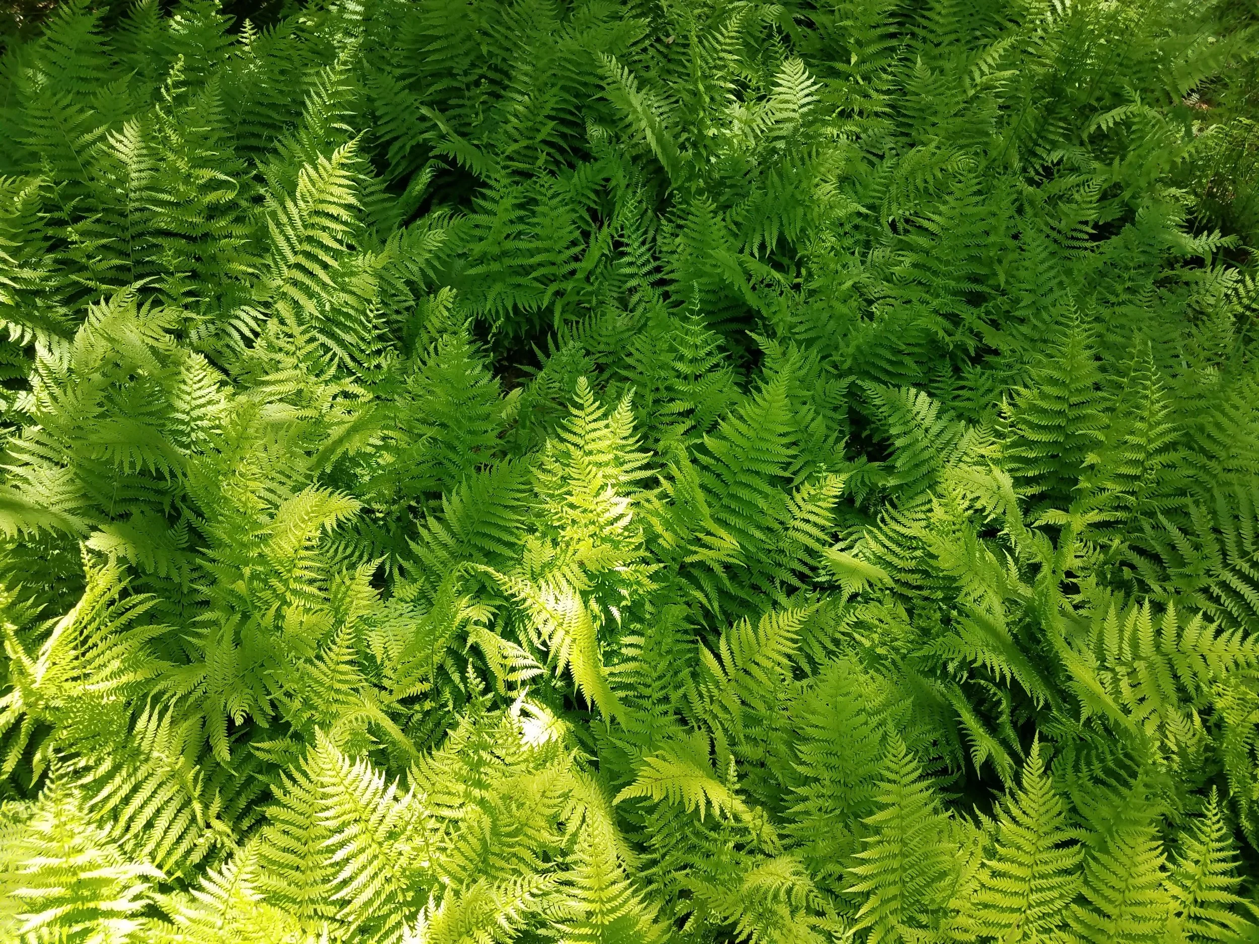 Fiddlehead Eco-Friendly Cleaning in Leicester, NC