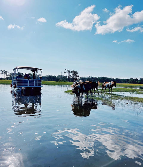 Daisey's Island Cruises in Chincoteague, VA (5)