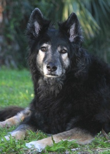 Animal House of Distinction in Jupiter, FL (3)