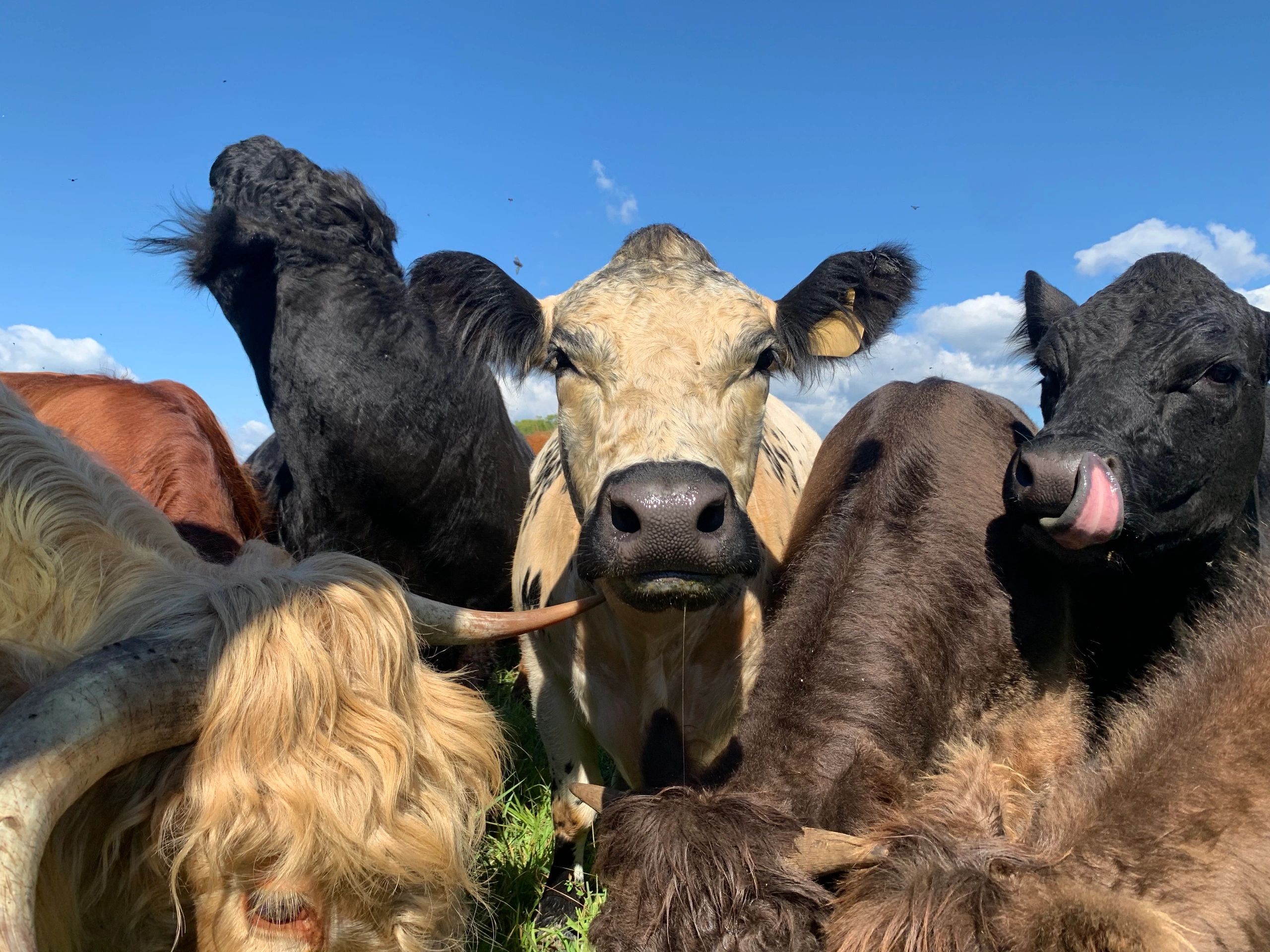 Wolf Creek Highlands Farm in Appomattox, VA