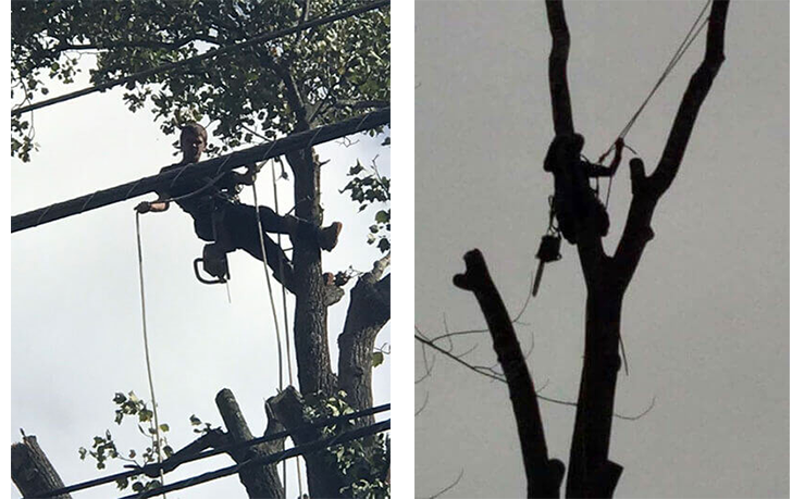 Branching Out Tree Care Experts in Goode, VA