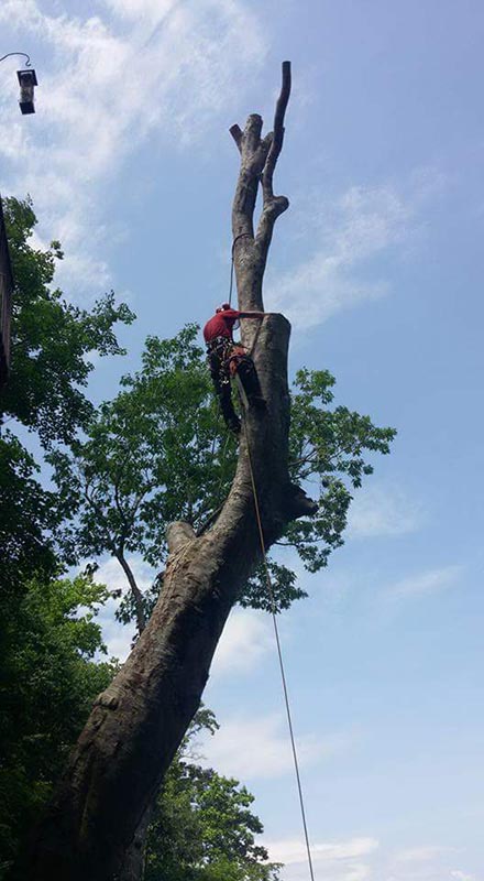 Branching Out Tree Care Experts in Goode, VA (2)