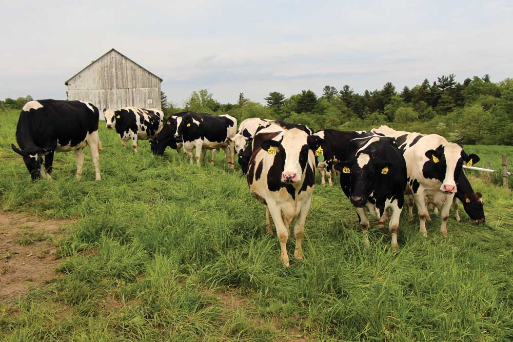 Vale Wood Farms in Loretto, PA (2)