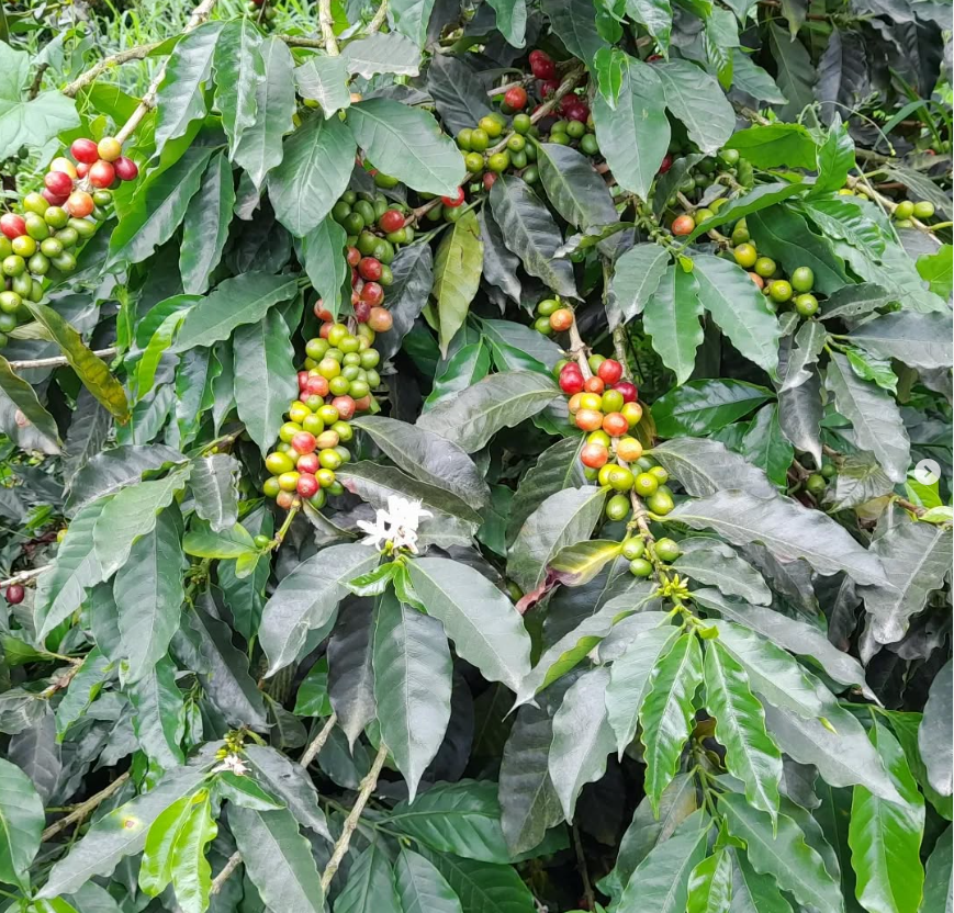 Pioneer Coffee Roasters in Dalton, OH