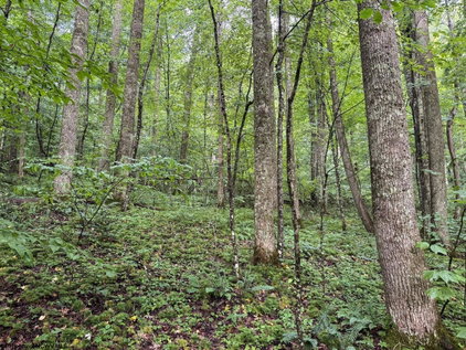 House Hunters Real Estate in Buckhannon, WV (5)