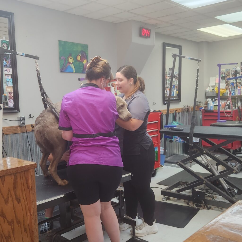 Affordable Family Pet Grooming in Fond du Lac, WI