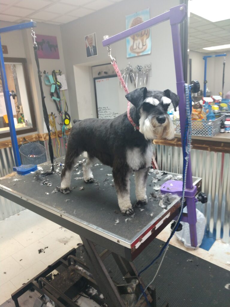 Affordable Family Pet Grooming in Fond du Lac, WI (2)