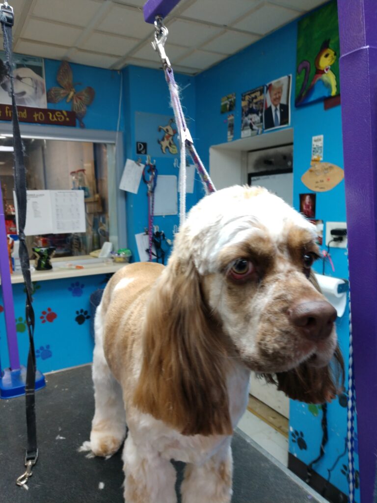 Affordable Family Pet Grooming in Fond du Lac, WI (3)