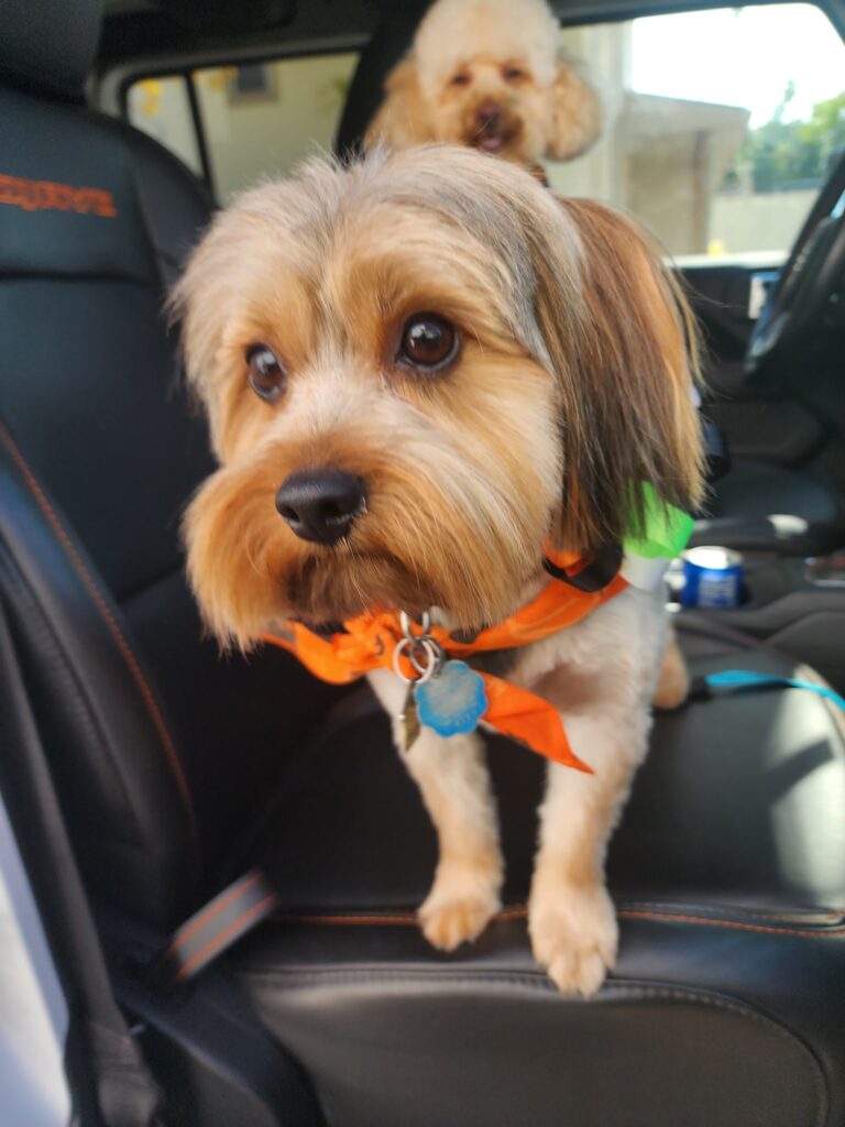 Affordable Family Pet Grooming in Fond du Lac, WI (4)