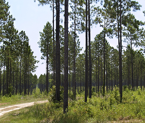 Melder Real Estate in Groveton, TX
