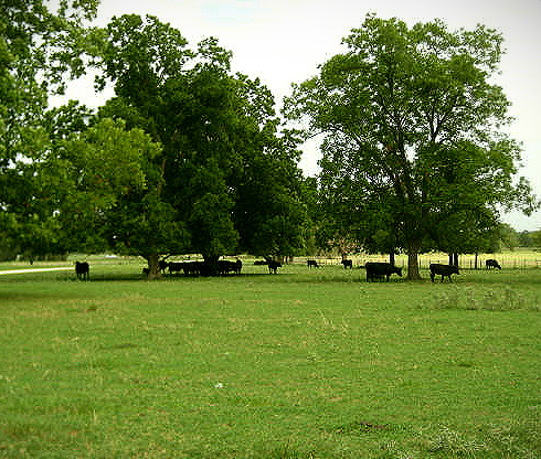 Melder Real Estate in Groveton, TX (3)
