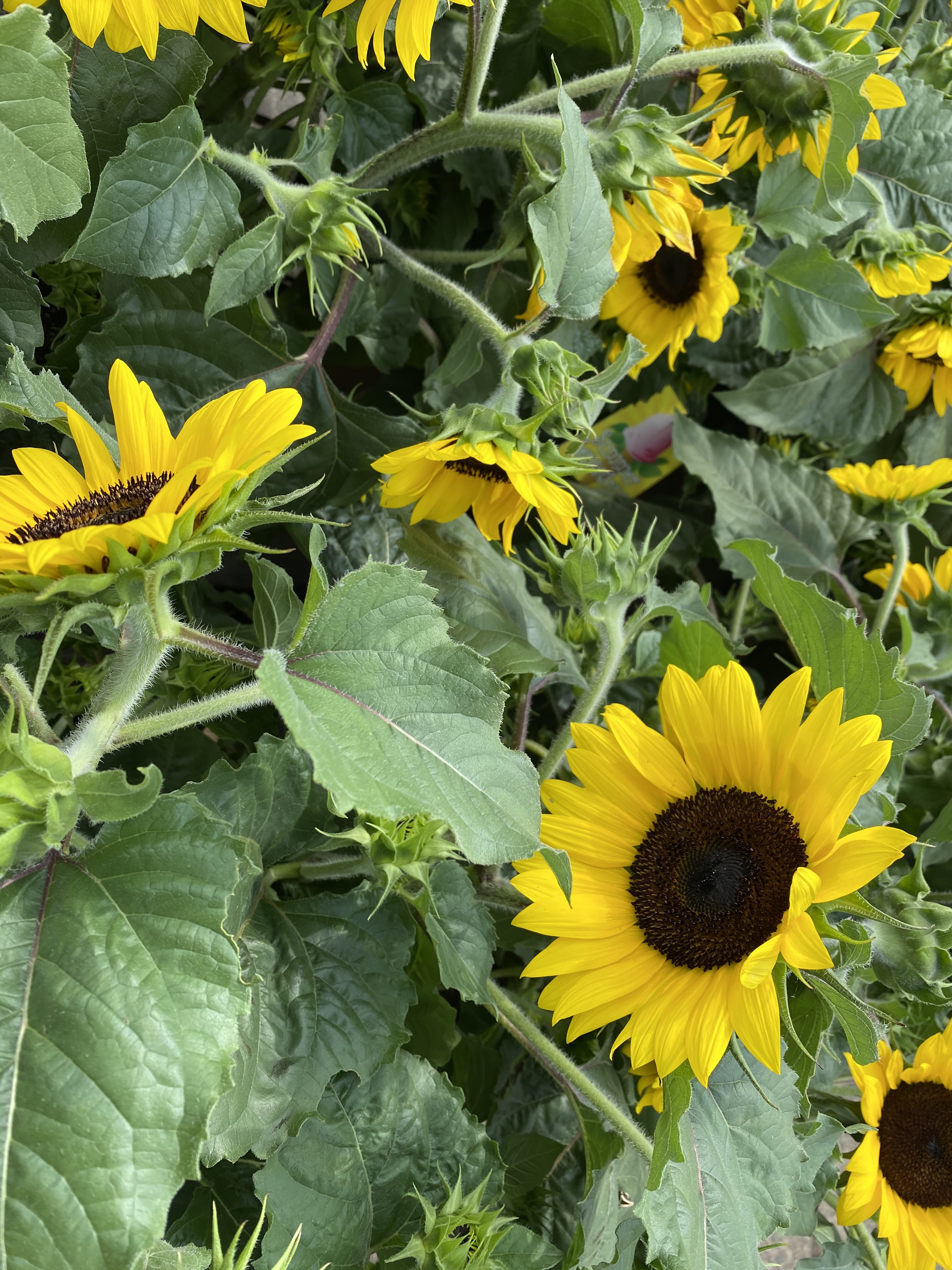 Twinbrook Farms in Franklin Lakes, NJ (2)