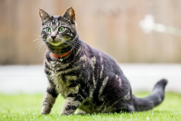 Fair Oaks Ranch Veterinary in Boerne, TX
