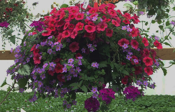 Klinger's Farm Market in Chippewa Falls, WI