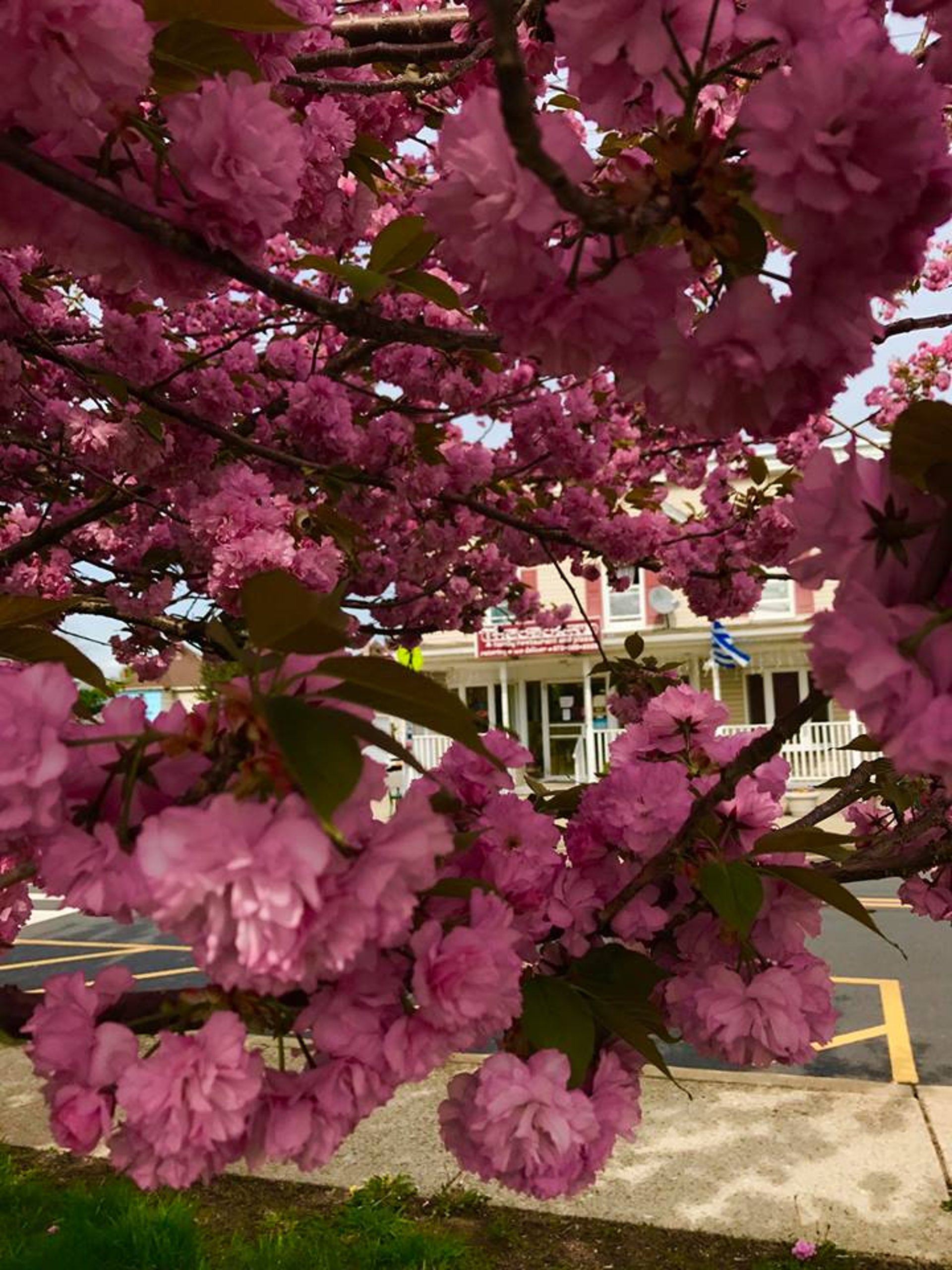 Theodora's Family Restaurant and Pizza in Wharton, NJ (4)
