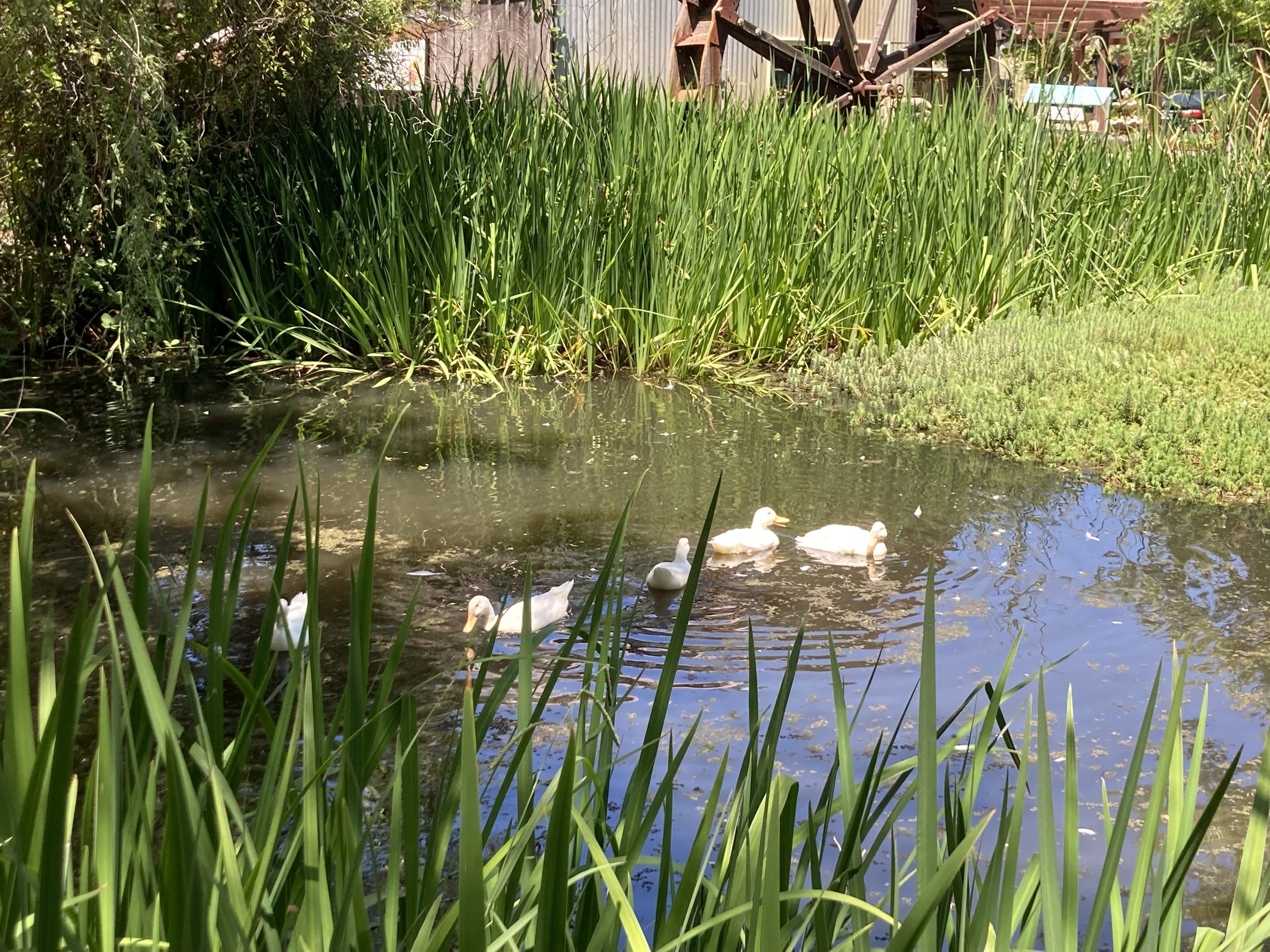 Flower Farm Cafe in Loomis, CA (6)