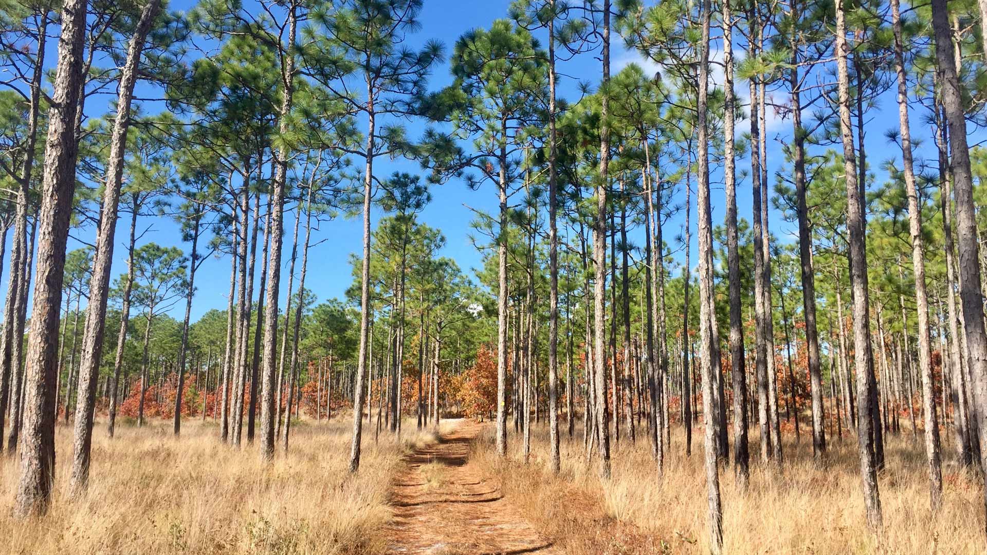 NC Land Company in Kinston, NC (6)