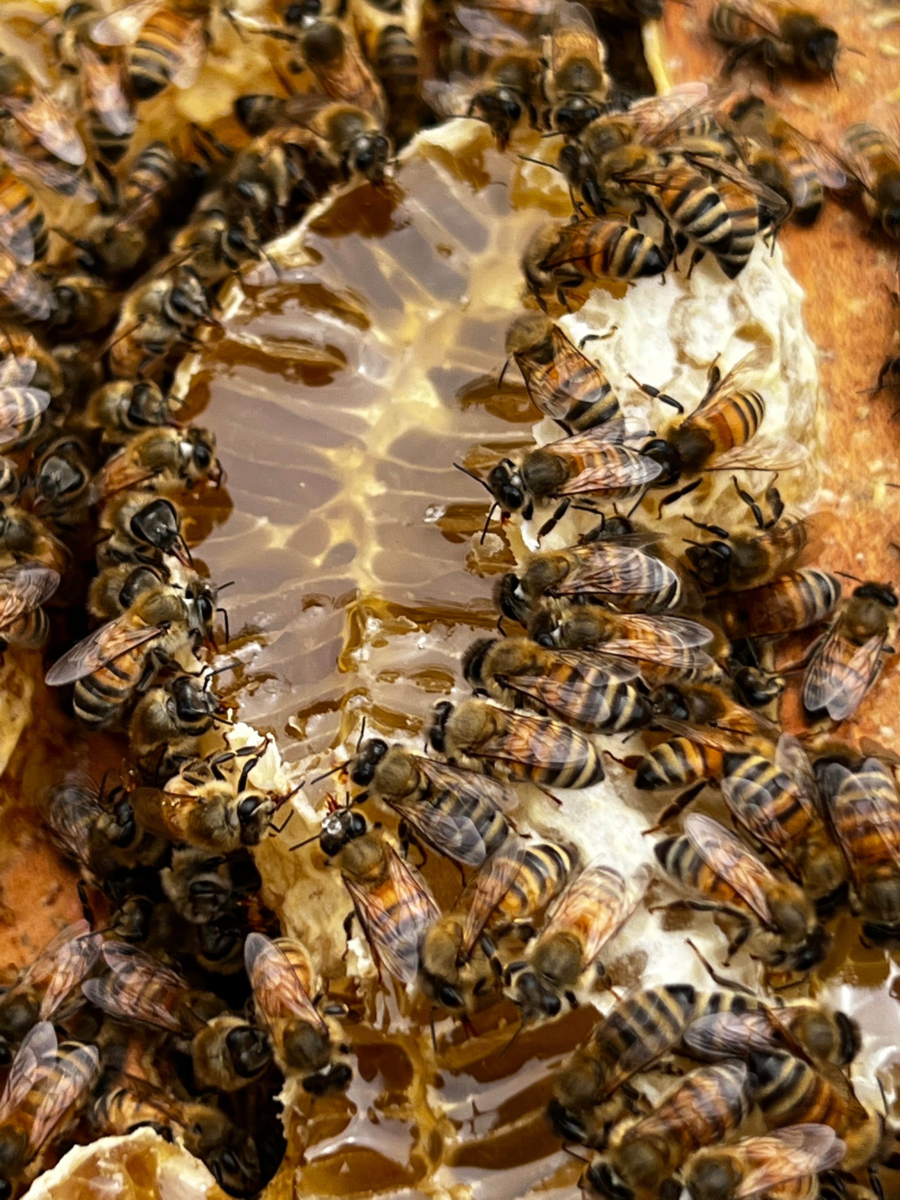 Santa Barbara Hives in Carpinteria, CA (3)