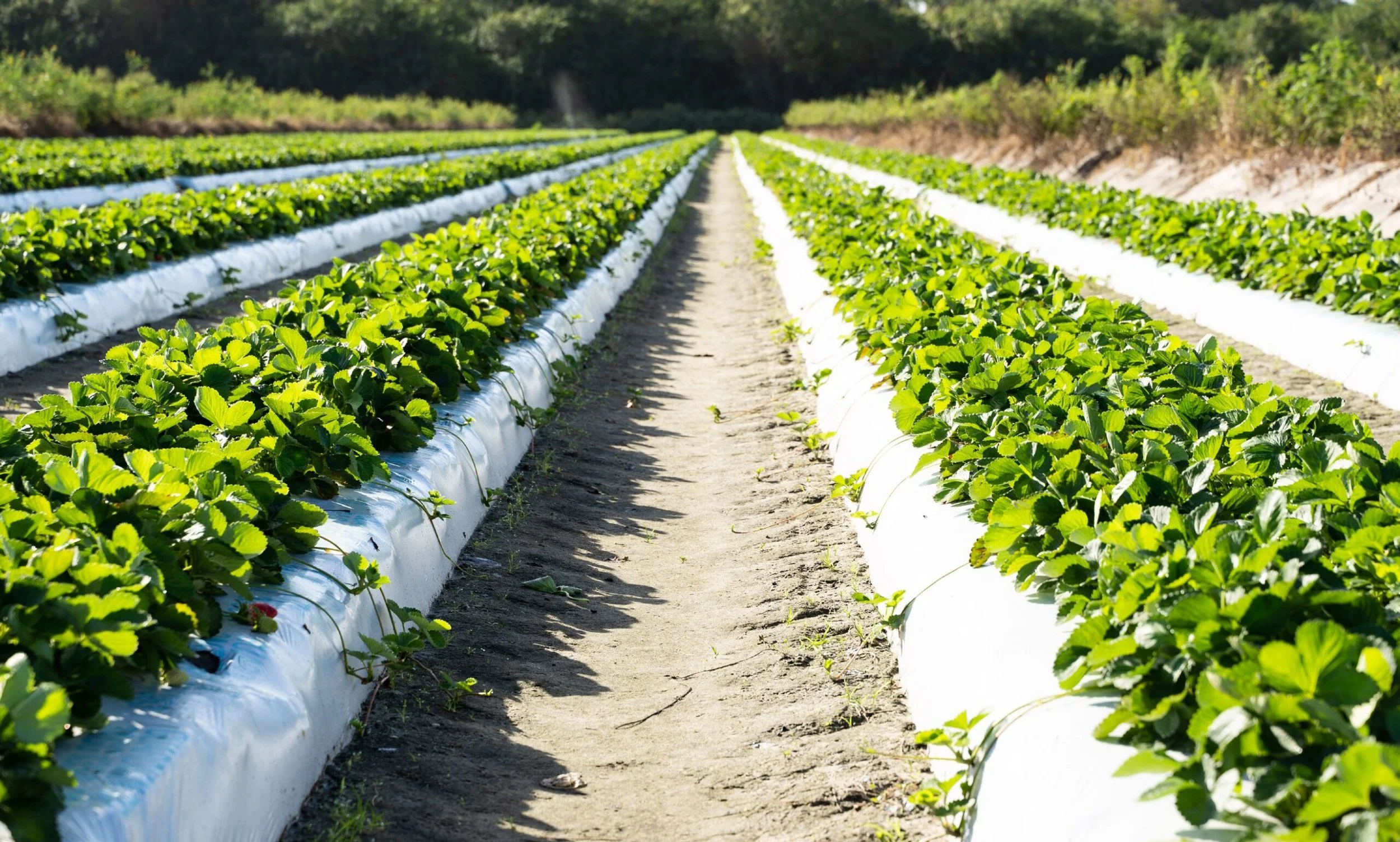 Farmer Mike's U-Pick of Bonita Springs in Bonita Springs, FL (3)