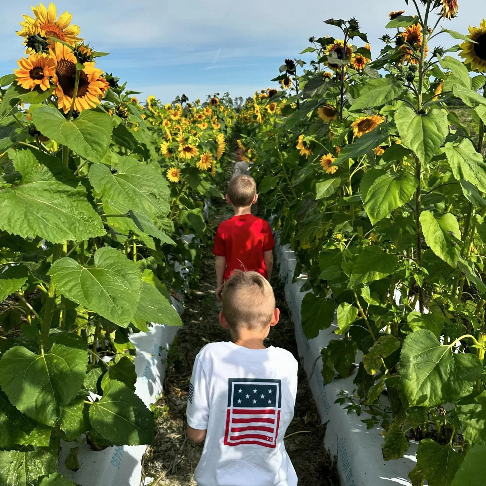 Farmer Mike's U-Pick of Bonita Springs in Bonita Springs, FL (5)