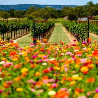 Liza Smith Real Estate Agent in Fredericksburg, TX (3)