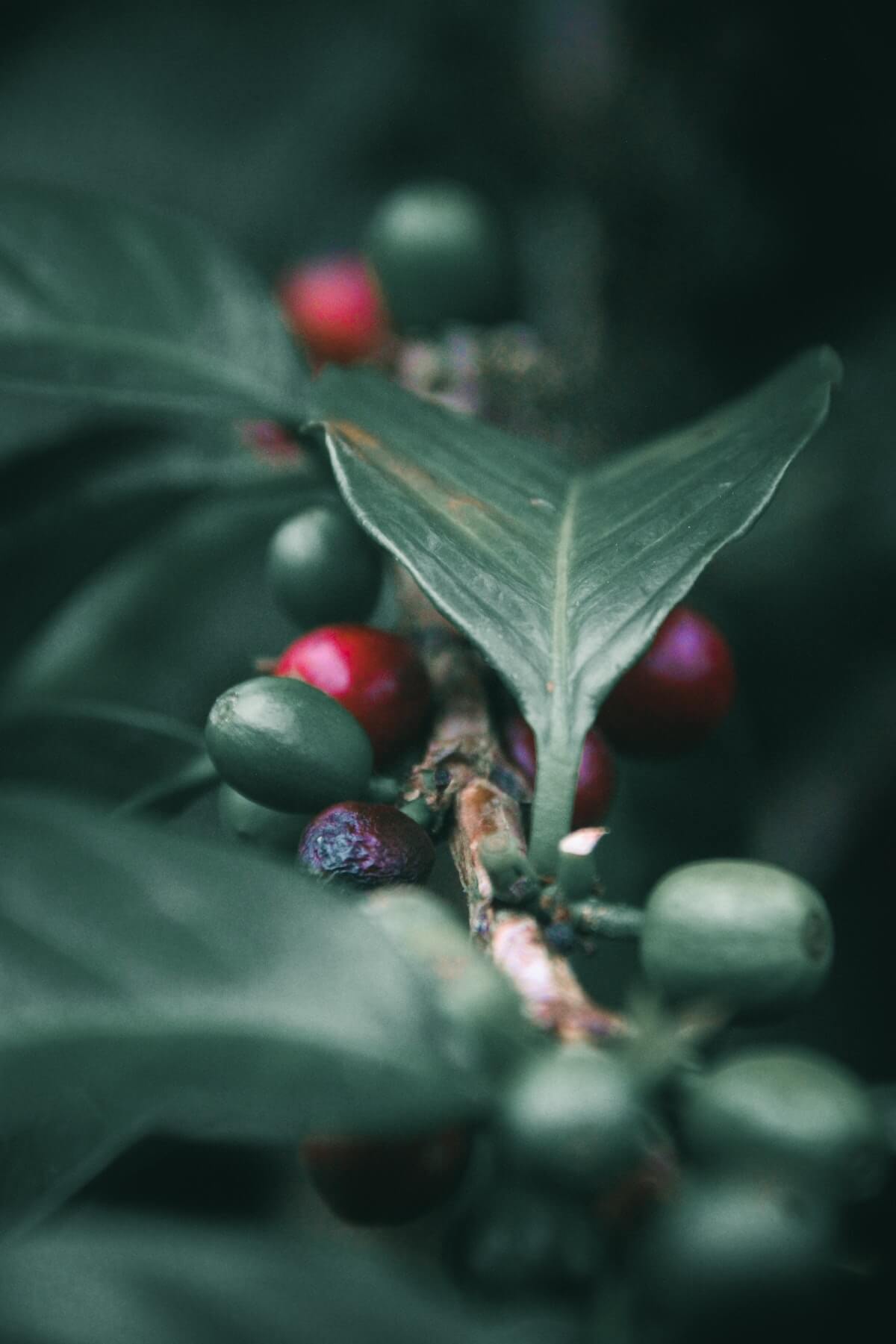 Suncoast Coffee, LLC. in Valparaiso, FL (5)