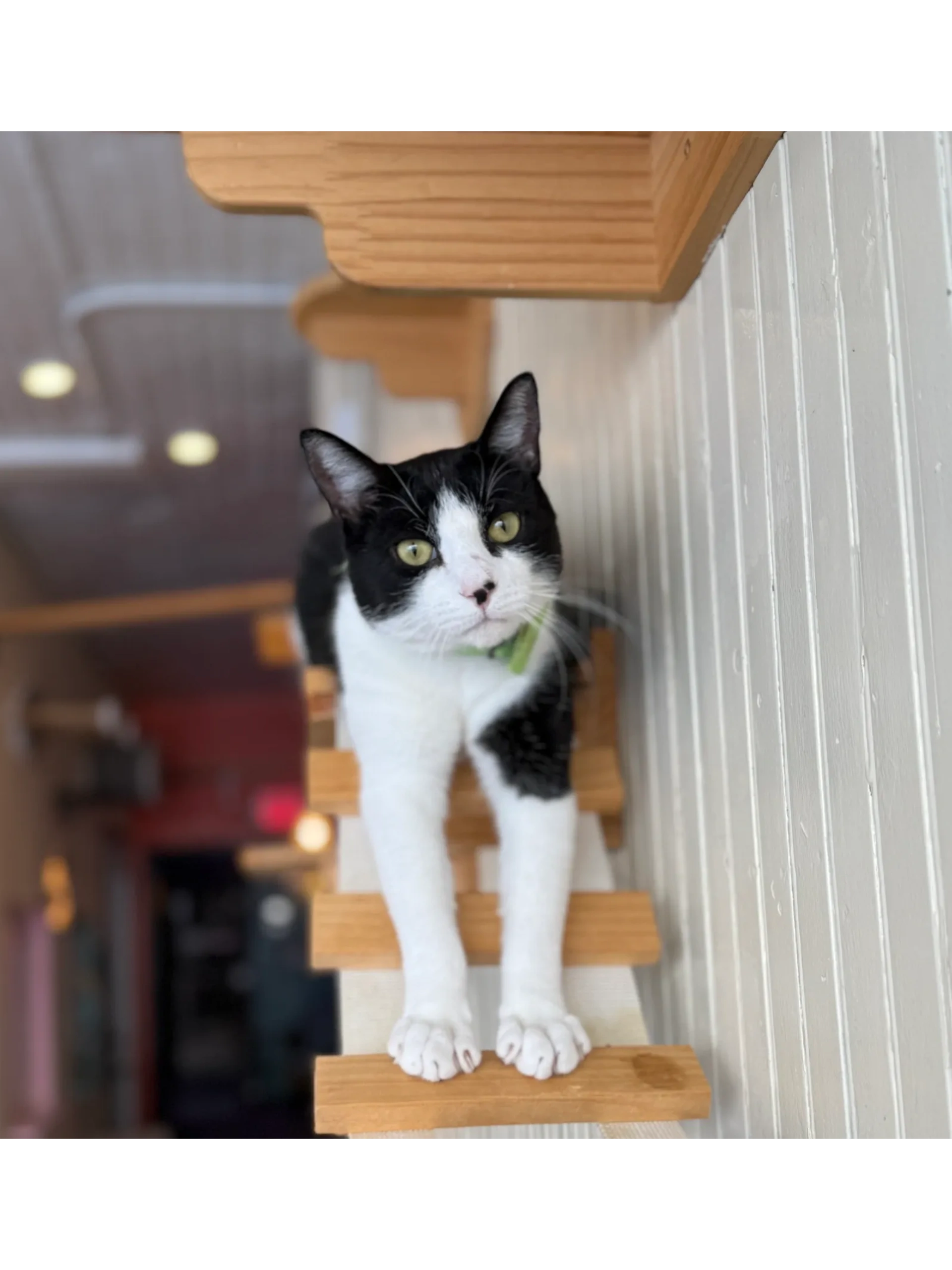 BaristaCats Café & Sanctuary for Wayward Cats in Whitewater, WI