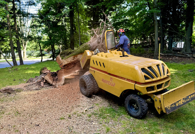 Black Bear Tree Services in Paramus, NJ (2)