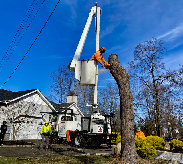 Black Bear Tree Services in Paramus, NJ (3)