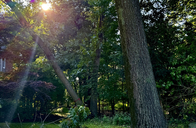 Black Bear Tree Services in Paramus, NJ (5)