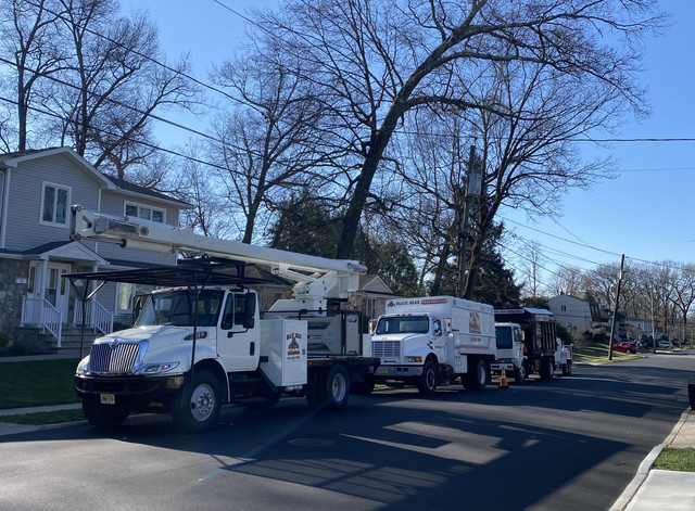 Black Bear Tree Services in Paramus, NJ (6)