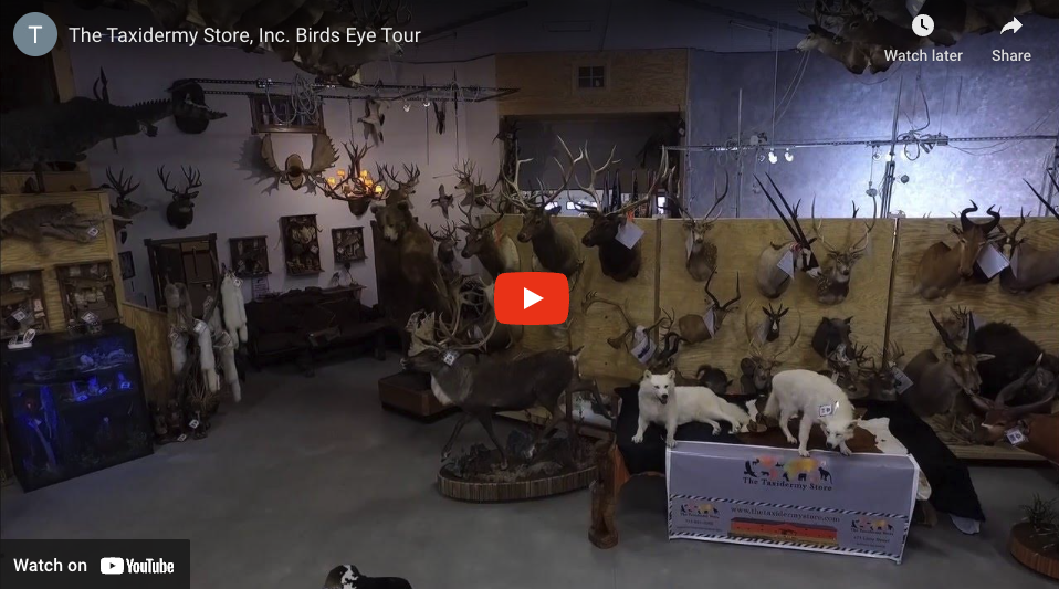 The Taxidermy Store in Amherst, WI