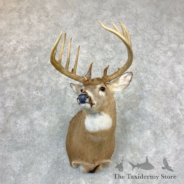 The Taxidermy Store in Amherst, WI (4)