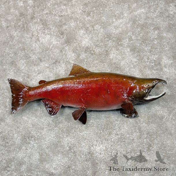 The Taxidermy Store in Amherst, WI (5)