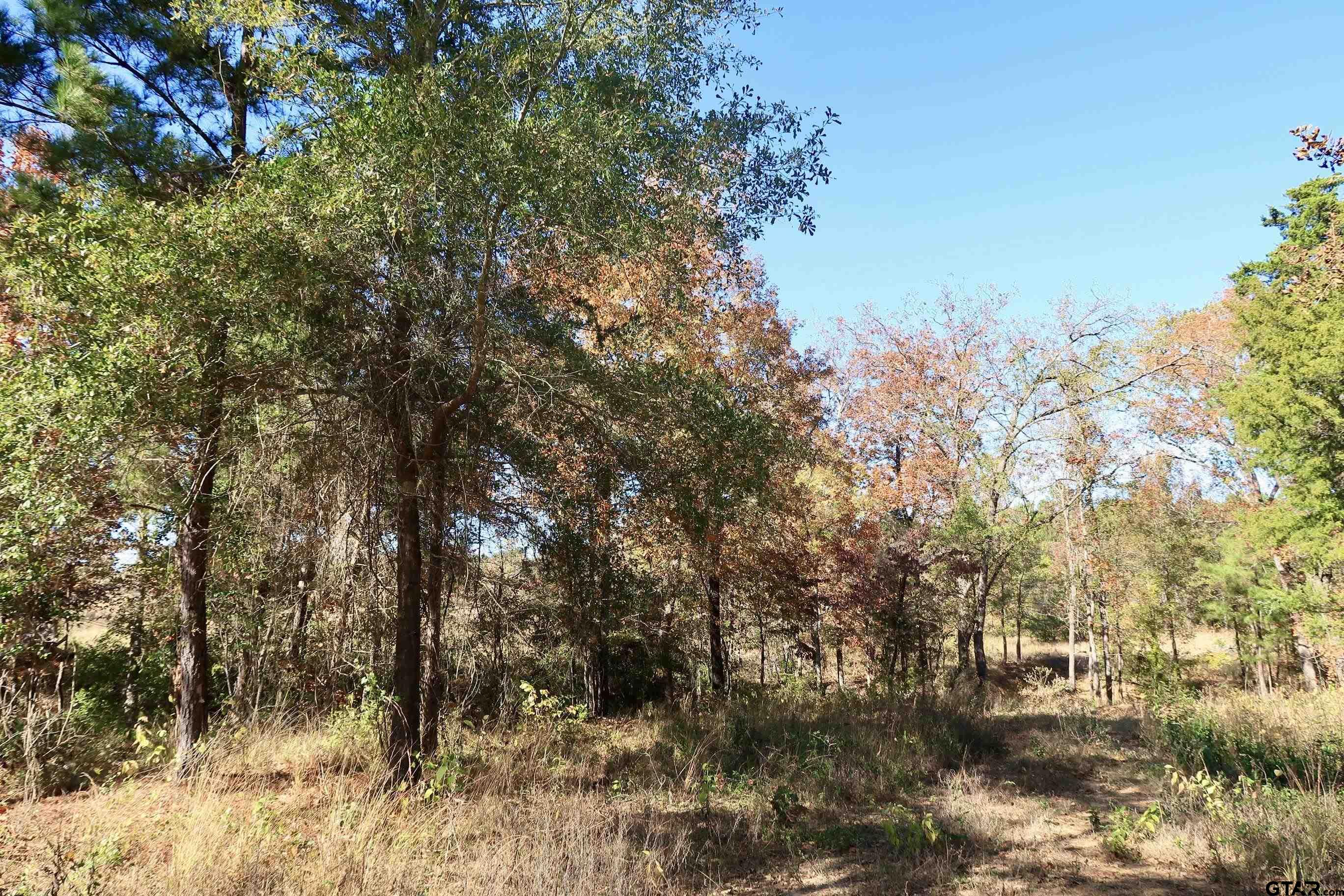 Acelin Merchant, East Texas REALTOR in Tyler, TX (2)
