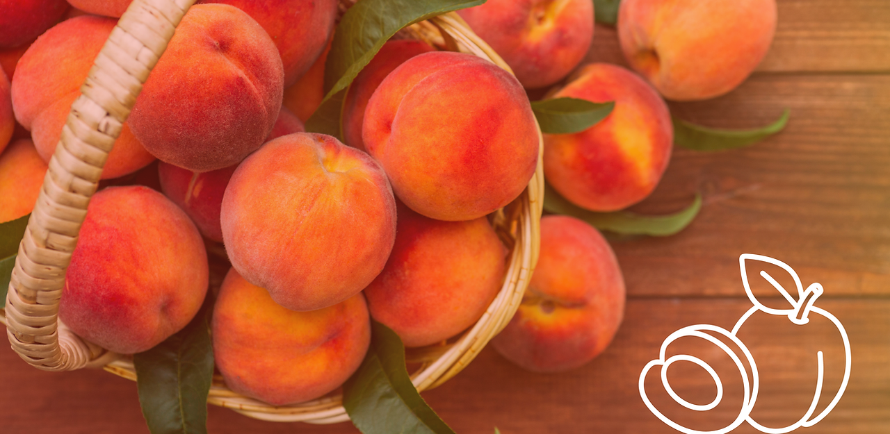 Tabora Farm & Orchard in Chalfont, PA