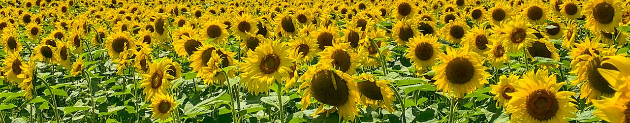 Tabora Farm & Orchard in Chalfont, PA (2)