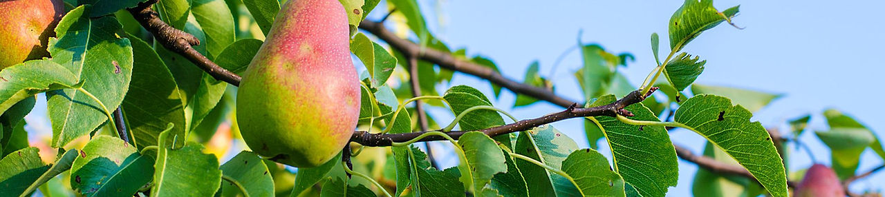 Tabora Farm & Orchard in Chalfont, PA (4)