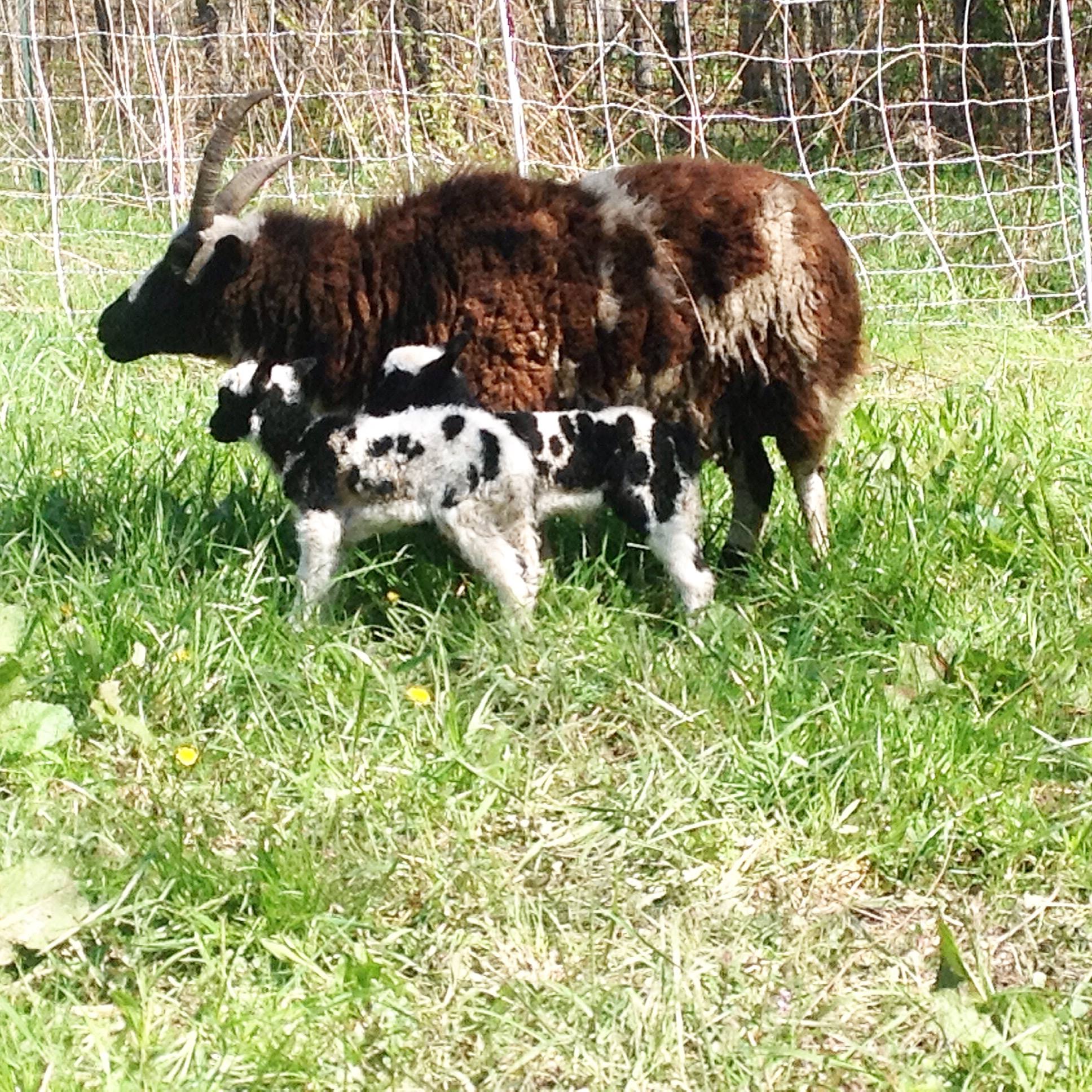 3 Flock Farm in Ellettsville, IN (4)