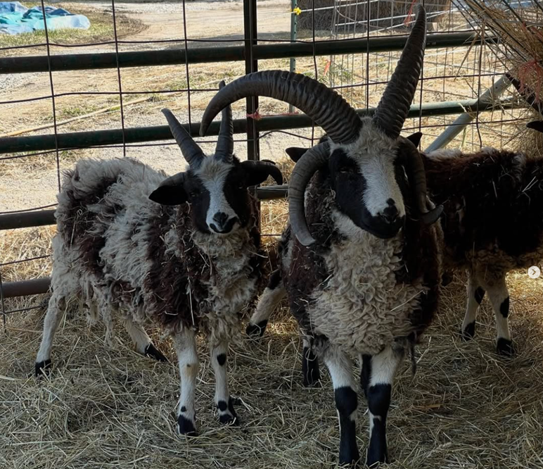3 Flock Farm in Ellettsville, IN (3)