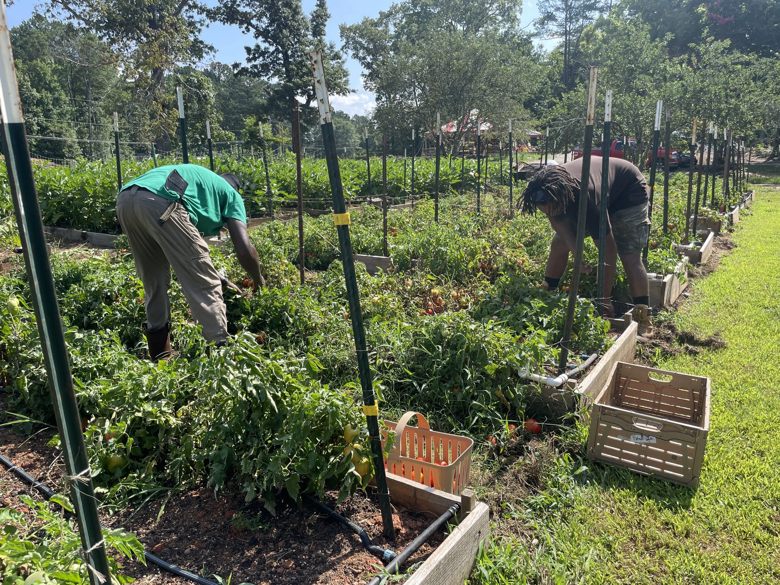 Atlanta Harvest in Ellenwood, GA