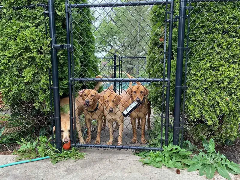 Lemke Fence in Jefferson, WI (4)