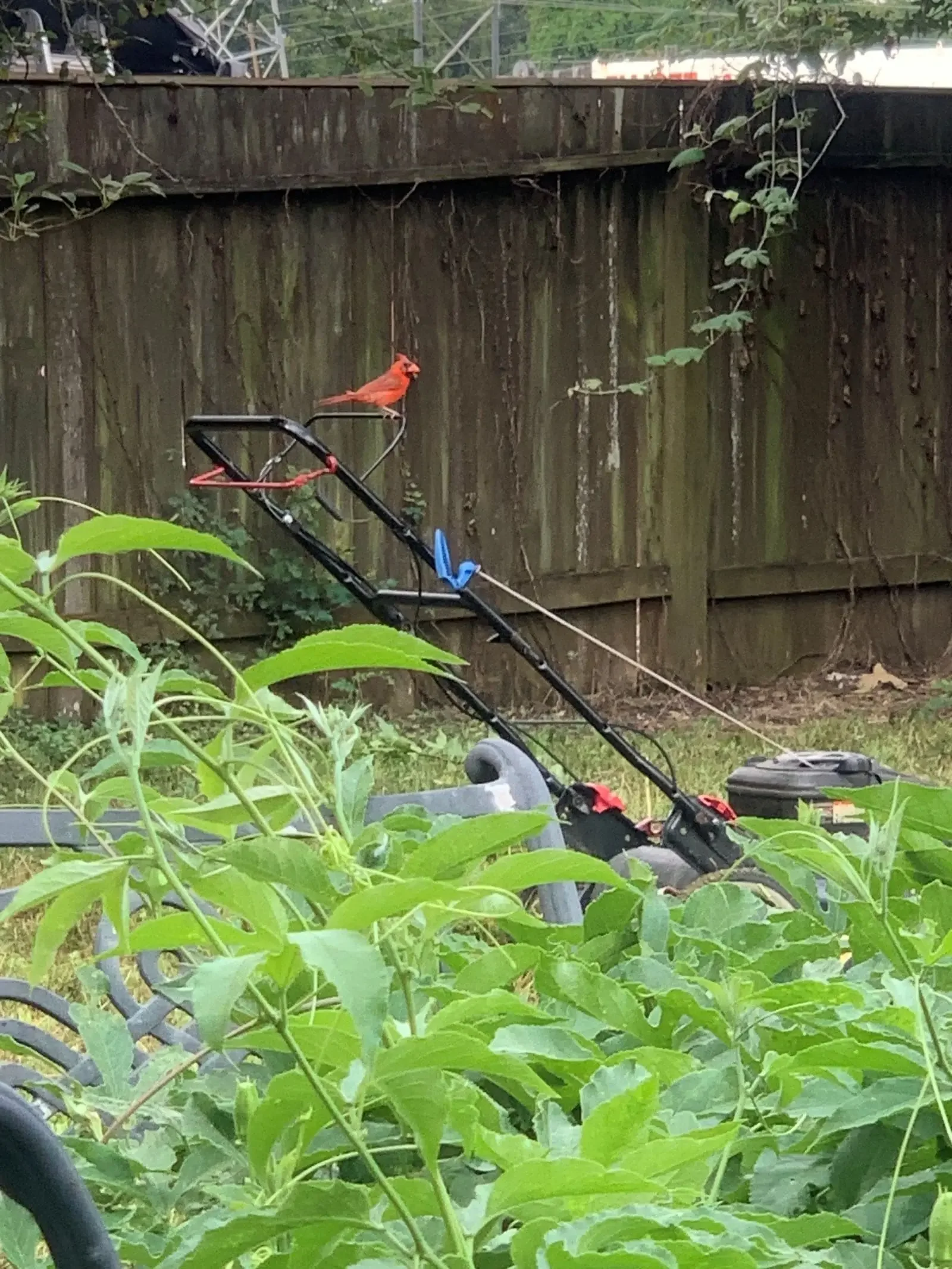 ReedMow in Missouri City, TX (4)