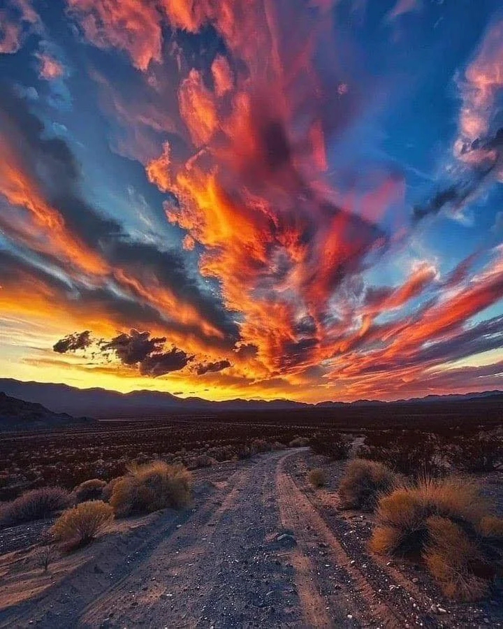 Snakes & Stars in Twentynine Palms, CA (2)