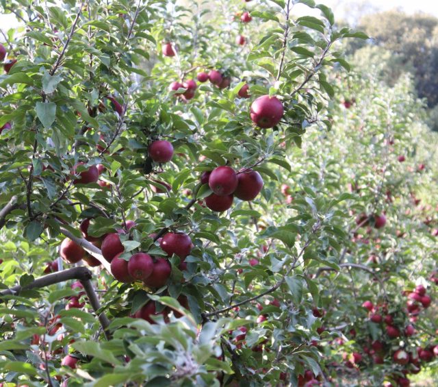 Brecknock Orchard in Mohnton, PA (6)