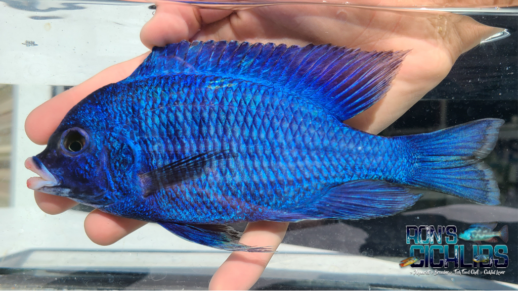 Ron's Cichlids in Varnville, SC (3)