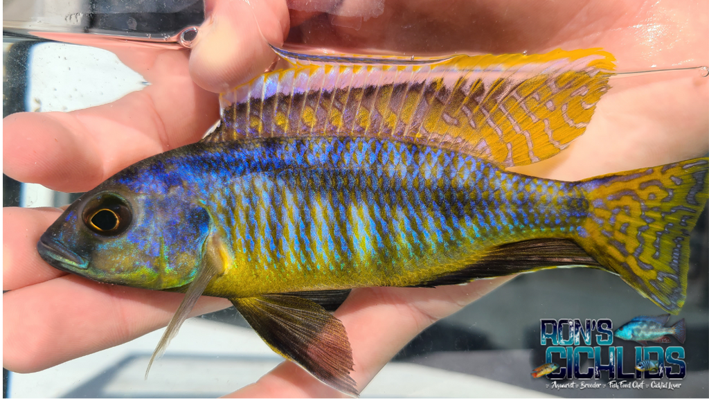 Ron's Cichlids in Varnville, SC (4)
