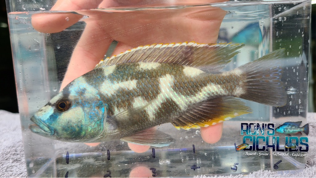 Ron's Cichlids in Varnville, SC (5)
