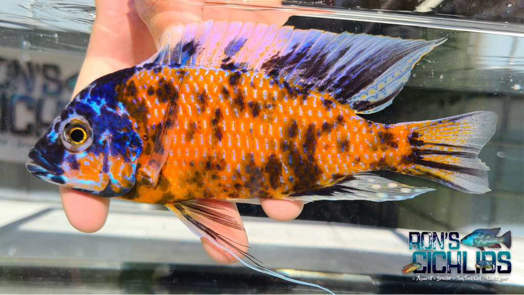 Ron's Cichlids in Varnville, SC (6)
